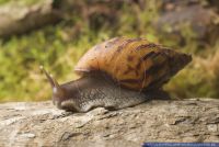Achatina tincta, Achatschnecke, Giant African land snail 