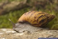 Achatina tincta, Achatschnecke, Giant African land snail 