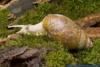 Archachatina marginata "suturalis", Achatschnecke, Giant African land snail 
