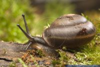 Caracolus spec. , Schnecke, Land Snail 