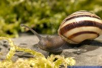 Cepaea nemoralis, Hainbaenderschnecke, Grove snail, Brown-lipped snail 