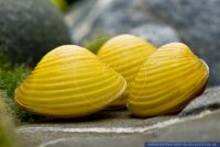 Corbicula javanicus,Goldene Rillen-S&uuml;&szlig;wassermuschel,Yellow Clam