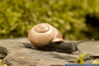 Cepaea nemoralis, Hainbaenderschnecke, Grove snail, Brown-lipped snail 