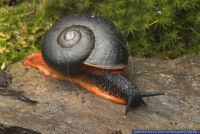 Hemiplecta spec., Feuerschnecke, Fire Snail 