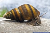 Brotia manningi,Turmdeckelschnecke,Screwdriver-snail