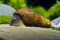 Tylomelania cf. wallacei,Sulawesischnecke,Rabbitsnail