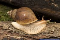 Achatina immaculata pantherina,Panther Achatschnecke,Giant African land snail