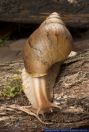 Achatina immaculata pantherina,Panther Achatschnecke,Giant African land snail