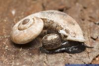 Rhiostoma smithi,Gehaeuseschnecke,Thai Land Snail
