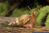 Pseudoachatina connectens colorata,Achatschnecke,Giant land snail