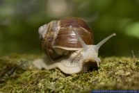 Helix pomatia,Weinbergschnecke,Roman Snail,Burgundy Snail,Edible Snail