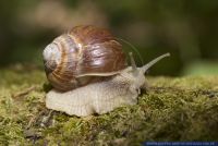 Helix pomatia,Weinbergschnecke,Roman Snail,Burgundy Snail,Edible Snail