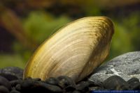 Pilsbryoconcha exilis,Tropische Suesswassermuschel,Thai aquaria mussel