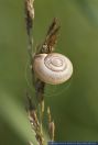 Xerolenta obvia,Weisse Heideschnecke,Eastern Heath Snail,White Heath Snail