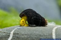 Tylomelania sp. Mini Yellow,Mini Tylomelania,Mini Rabbit Snail