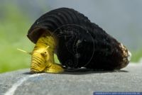 Tylomelania sp. Mini Yellow,Mini Tylomelania,Mini Rabbit Snail