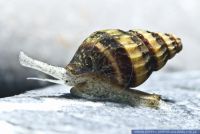 Anentome helena,Raub-Turmdeckelschnecke,Assassin Snail