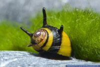 Clithon sp.,Geweihschnecke,Sea Snail