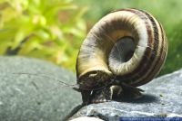 Marisa cornuarietis,Paradies-Schnecke,Giant ramshorn snail