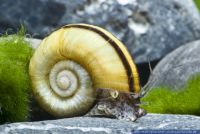 Marisa cornuarietis,Paradies-Schnecke,Giant ramshorn snail