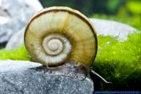 Marisa cornuarietis,Paradies-Schnecke,Giant ramshorn snail