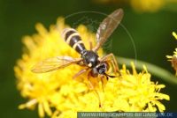Conops quadrifasciatus , Vierstreifige Dickkopffliege, Vierstreifige Dickkopffliege, Conopid fly, Bumble bee 