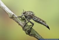 Machimus cyanopus,Glanzafter-Raubfliege,Robberfly