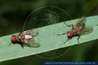 Thricops sp. ? , Fliege, True (Common) Fly 