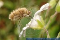 Bombylius spec., Wollschweber, Bee-Fly 