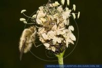 Bombylius spec., Wollschweber, Bee-Fly 