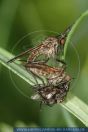 Empis tesselata , Tanzfliege, Dance fly 