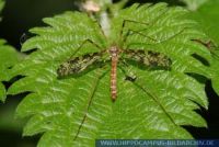 Epiphragma ocellaris, Augenschnake, Stelzmücke, Ocellated Gnat. Cranefly 