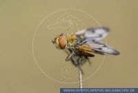 Ectophasia crassipennis , Breitflügelige Raupenfliege, Robberfly 