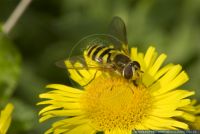Syrphus ribesii,Grosse Schwebfliege,Common Banded Hoverfly