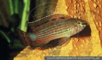 Badis badisburmanicus