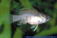 X08660_1 Badis sp.
SCARLET<br>