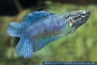 Betta splendensDOUBLETAILBLUE