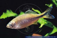 X43175_2 Devario devario (Danio)<br>