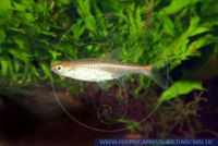 X84365-2 Rasbora pauciperforata<br>