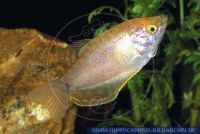 X93325 Trichogaster trichopterus GOLD<br>