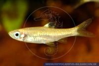 Rasbora dorsiocellata macrophthalma, Leuchtaugenrasbora,